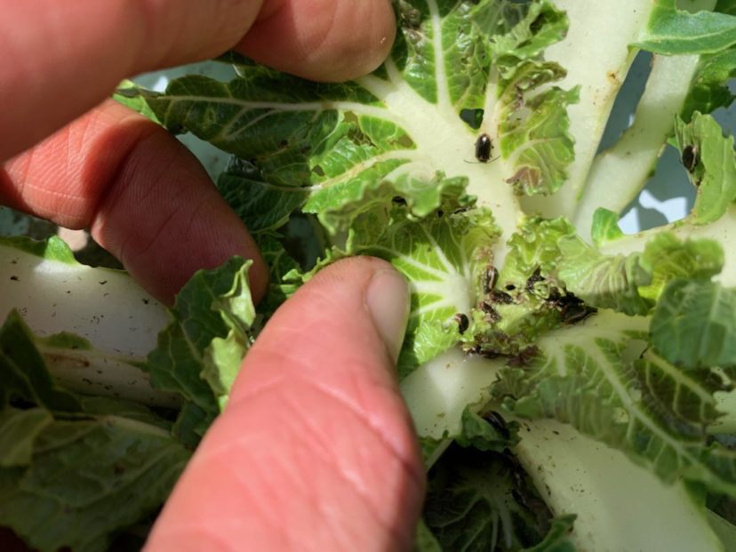 Yellowmargined leaf beetles are hard to stop on Asian greens and mustards once they get started.