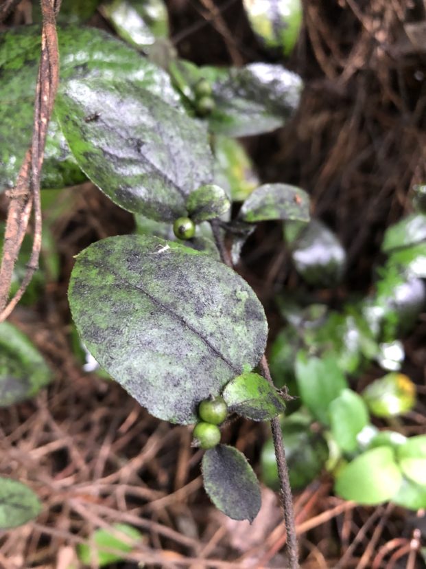 Black sooty mold on a leaf.