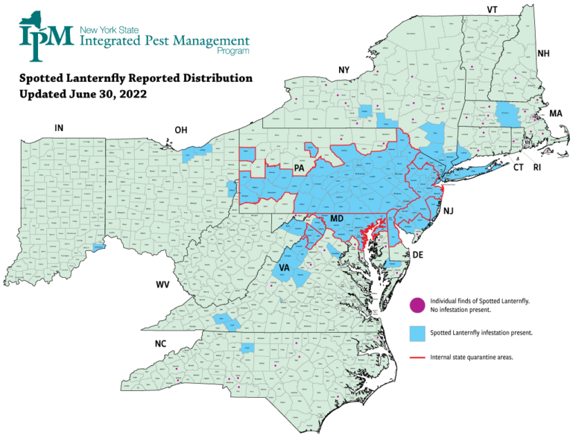 Spotted Lanternfly was first found in Pennsylvania in 2014, and active infestations are now established in Connecticut, Delaware, Indiana, Maryland, Massachusetts, New Jersey, New York, Ohio, West Virginia, Virginia, and as of just last week, North Carolina. Map from New York State Integrated Pest Management Program