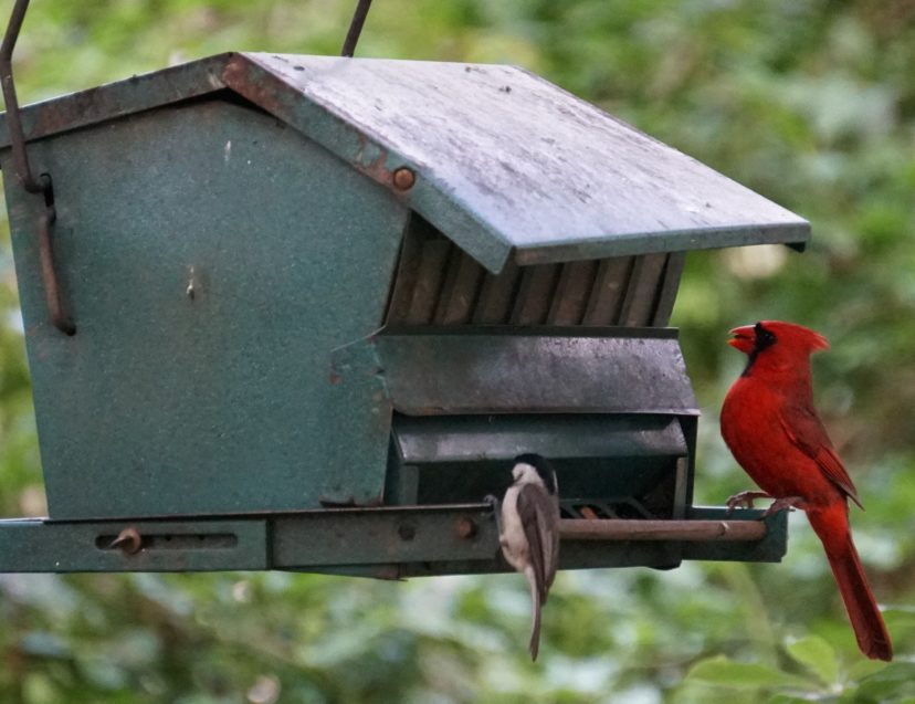 A chickadee and cardinal at the birdfeeder.