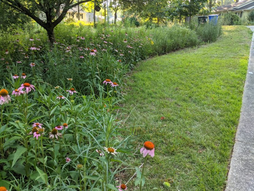 A picture containing grass, outdoor, tree, orange Description automatically generated