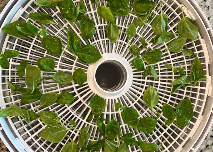 A rack of basil ready to be dehydrated.