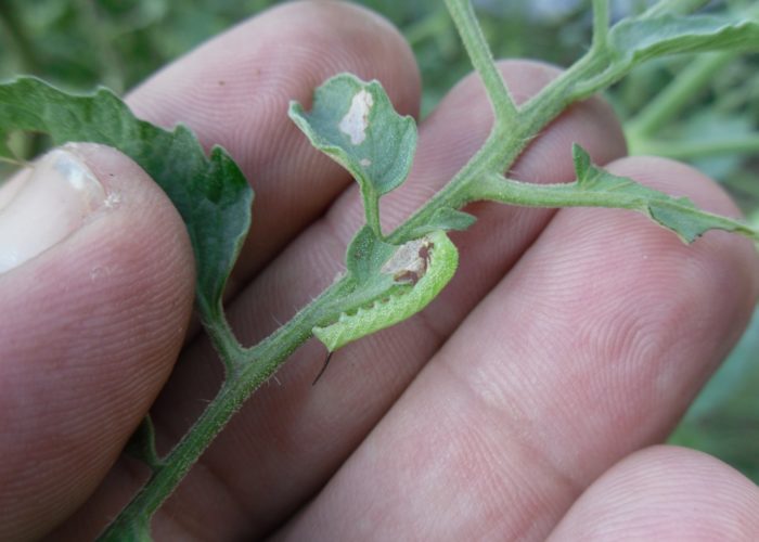 A young tobacco hornworm (Manduca sexta) caterpillar.