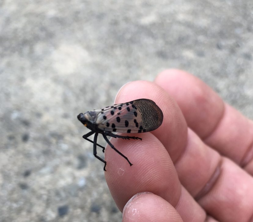 Adult planthopper.
