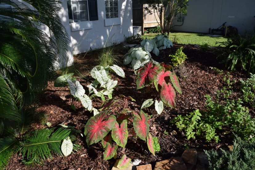 Caladiums are a great asset to the summer shade garden.
