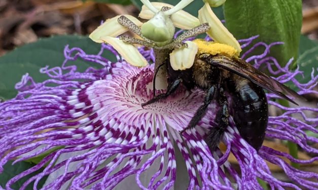 Pollinator Week – Bee Discoveries