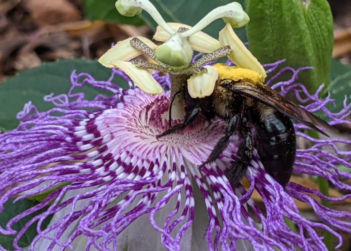 Carpenter bee (Xylocopa virginica) visiting a passion vine flower (Passiflora incarnata).