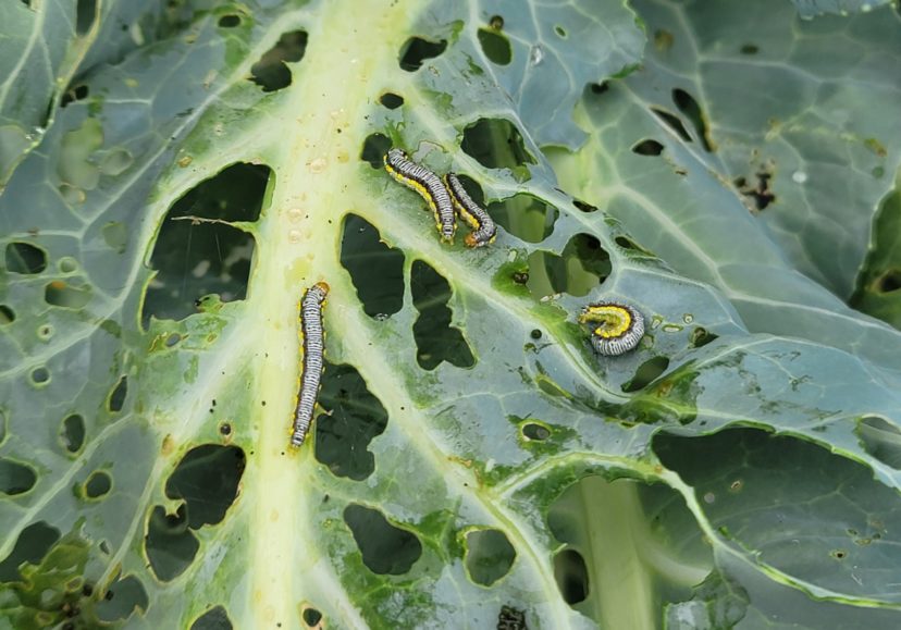 Cross-striped cabbageworms are really showing up in Orangeburg and Calhoun counties.