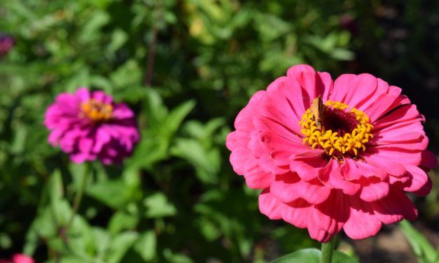 This Month in Your Garden- July 2022