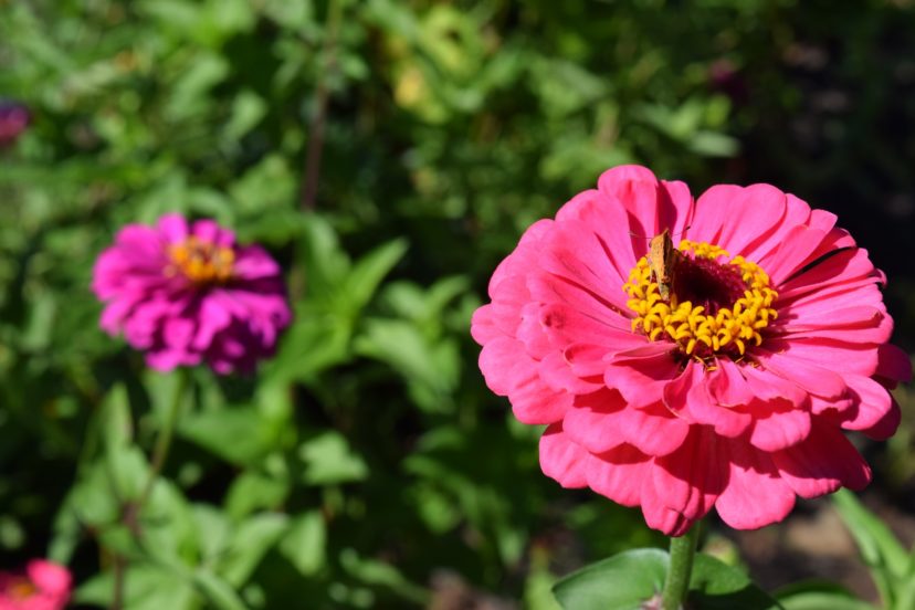 Dead head Zinnias for more flowers.