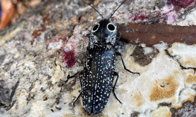 Eastern Eyed Click Beetle