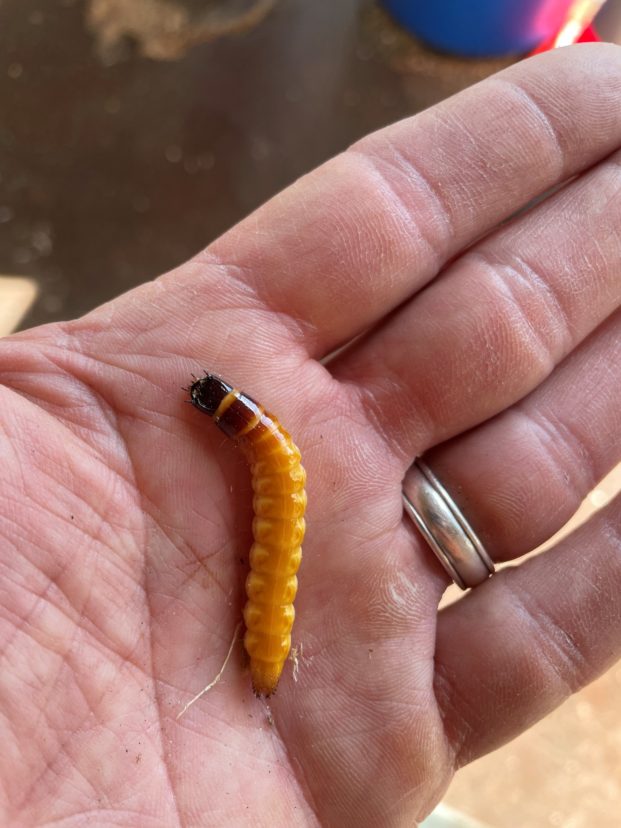 Eastern eyed click beetle larvae are known as wireworms and typically live in rotting stumps and logs.