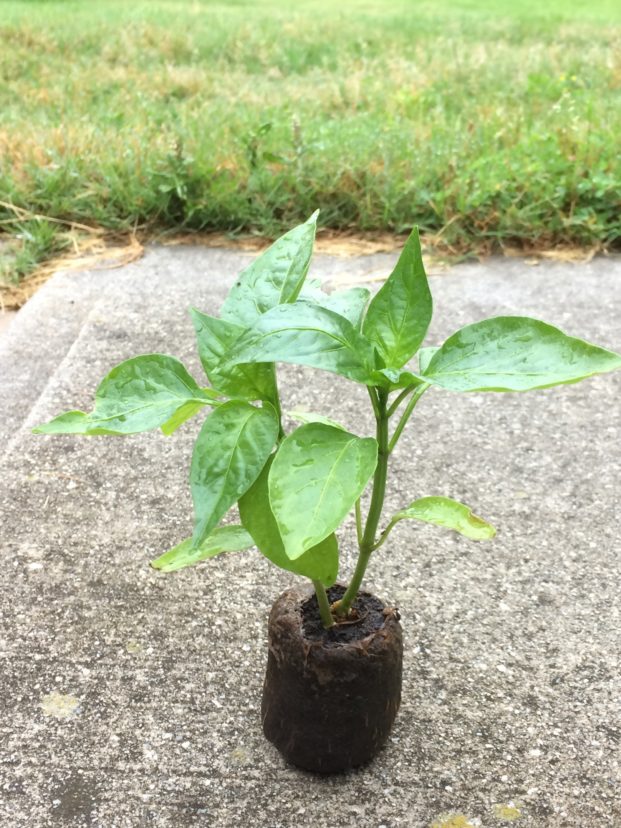 Extend your pepper harvest by transplanting hardened-off seedlings this month.