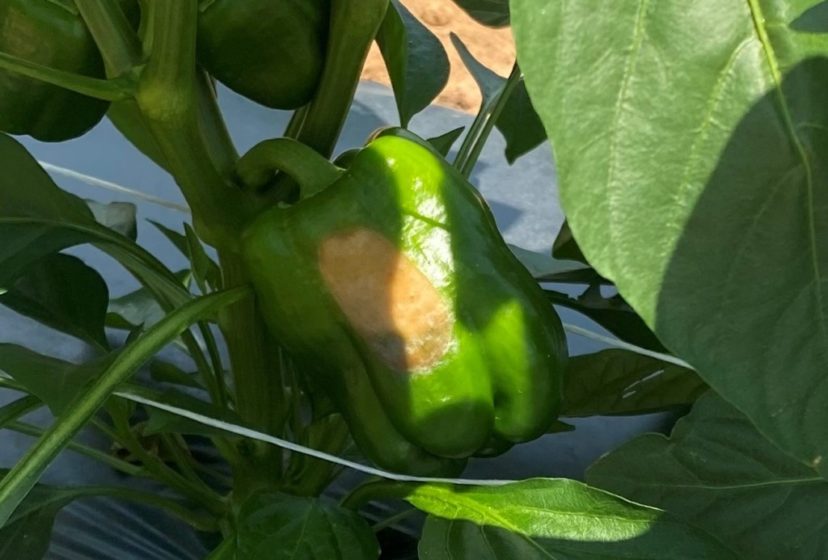 Extreme heat is causing blossom end rot and sunscald in tomatoes and peppers.