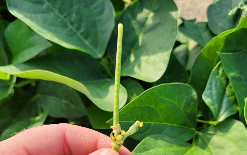 Field Peas are starting to flower and set pods.