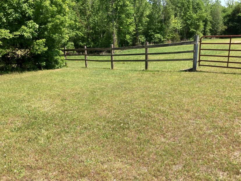Grassy areas exhibiting signs of heat or drought stress will not be as tolerant of herbicides labeled for these areas. Adam Gore, ©2022, Clemson Extension