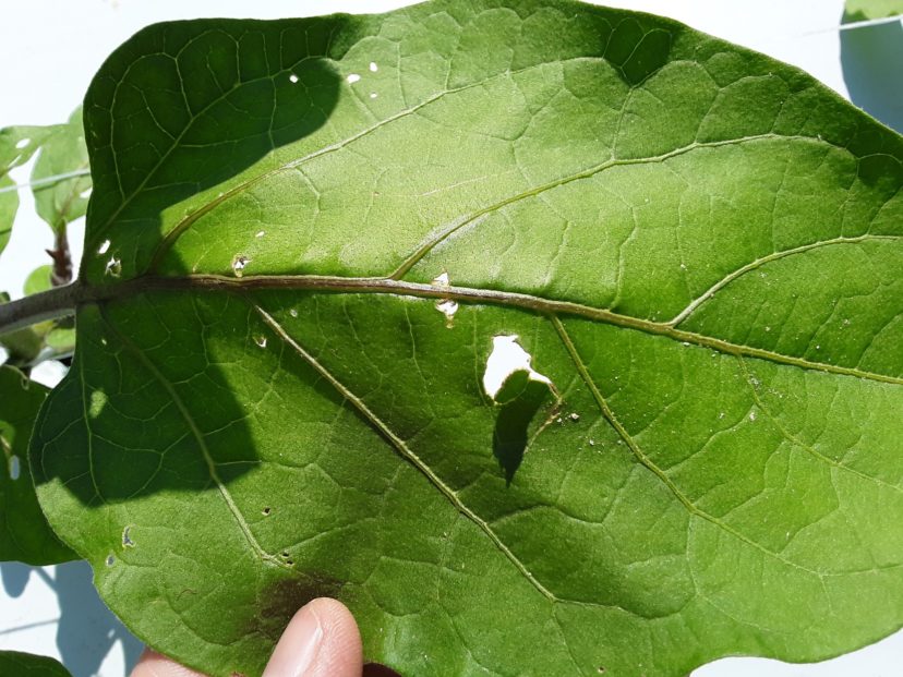 Hail punched some holes in the leaves in this eggplant field, but this amount of damage shouldn’t affect yield.