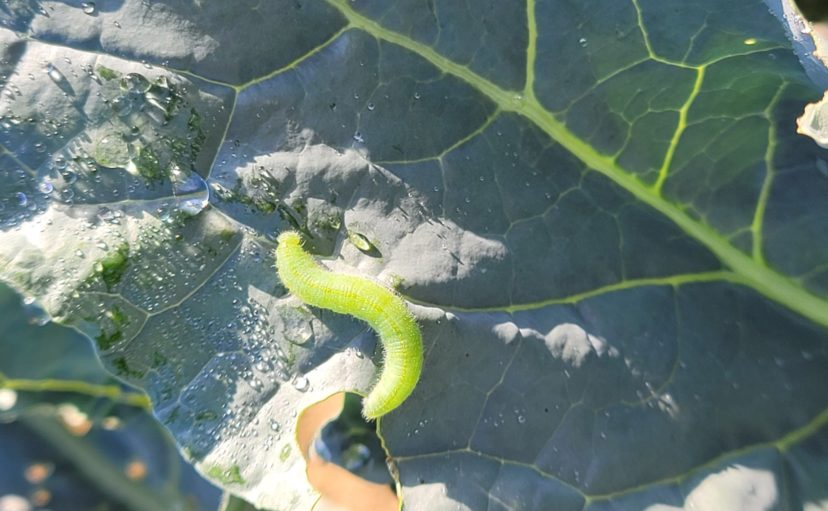 Imported cabbageworms are plentiful on brassicas in Orangeburg and Calhoun counties.