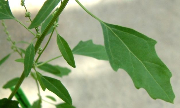 Weed of the Month Lambsquarters