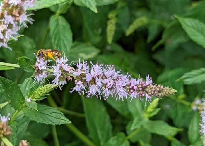 Ligated furrow bee (Halictus ligatus) on spearmint flower (Mentha spicata).