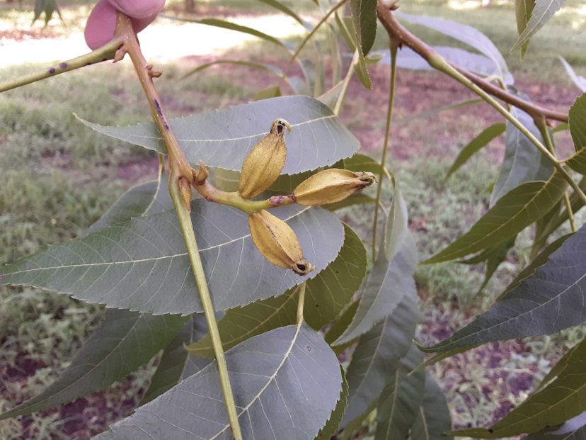 Pecans are looking good at the moment. Hopefully, we will manage the scab that wreaked havoc on last year’s crop.