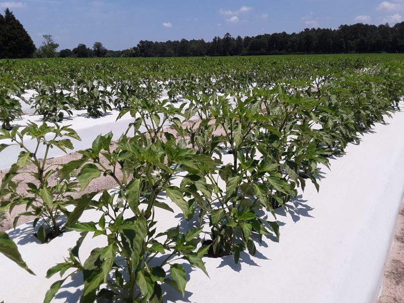Peppers are growing well in the Midlands.