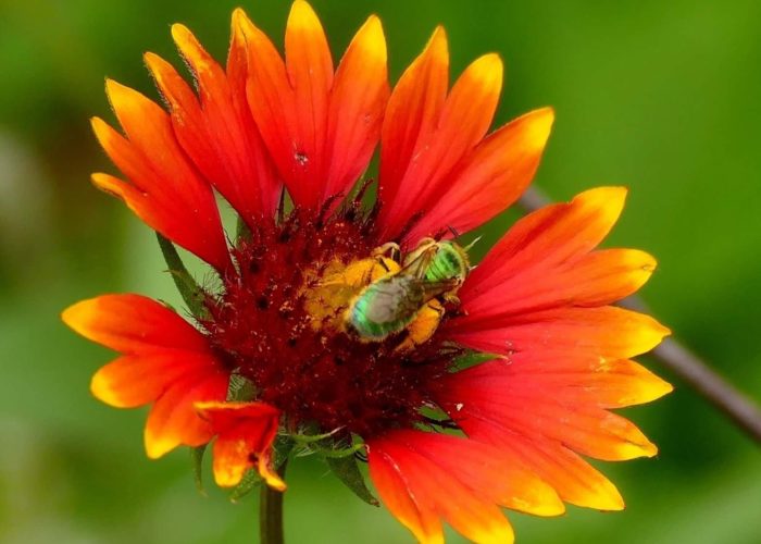 Pure Green Sweat bee (Augochlora pura) on a blanket flower (Gaillardia).
