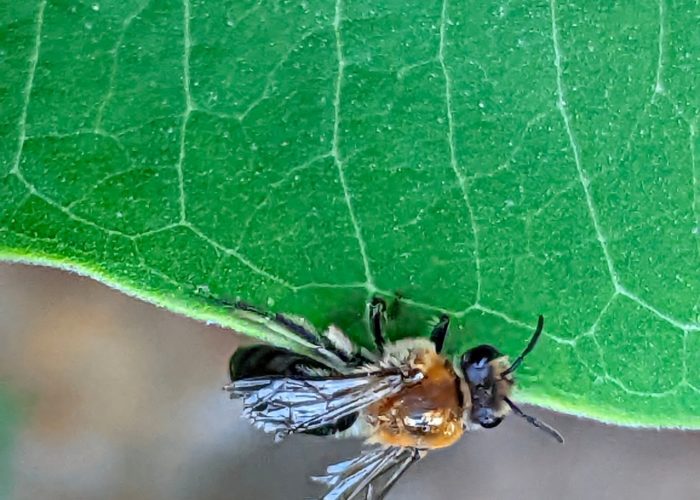 Rufous-chested cellophane bee (Colletes thoracicus) resting on a pipevine leaf (Aristolochia macrophylla).