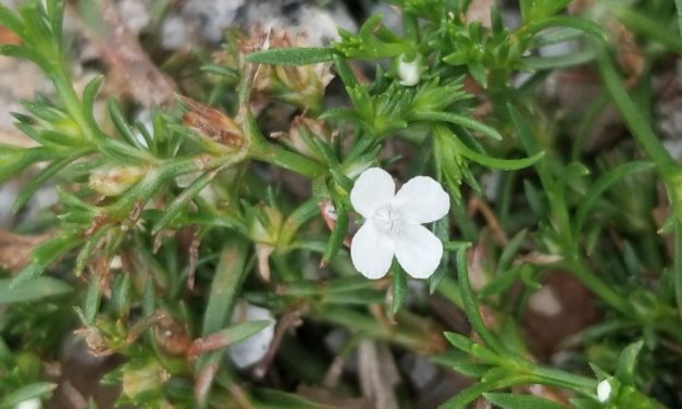 Weed of the Month- Rustweed