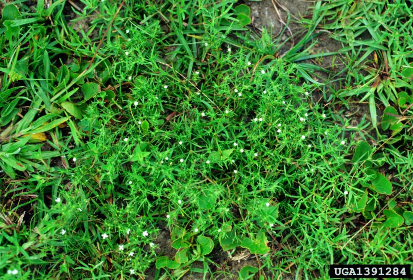 Rustweed has narrow leaves and can be difficult to control with herbicides.