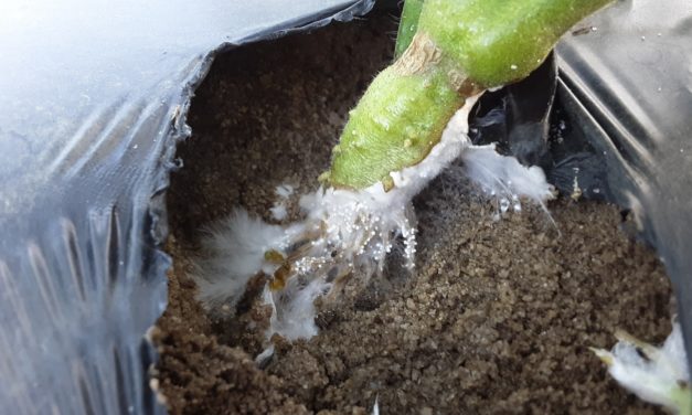 SC Fruit and Vegetable Field Report – June 6, 2022