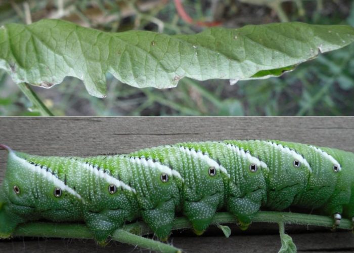 The color and patterns of the Tobacco hornworm (Manduca sexta) mimic the rolled-up leaflet of the tomato.