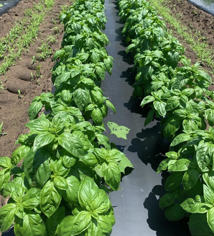 This basil is growing very well on the Coast.