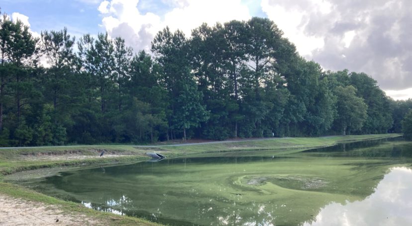 This planktonic algal bloom is a result of excess nutrients in the stormwater pond. Pond management should include both nutrient prevention and algae control actions to reduce the likelihood of a future algal bloom.