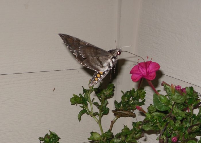 Tobacco hornworm (Manduca sexta) adult using its long proboscis to drink the nectar.