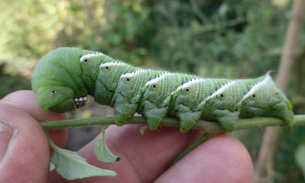 Hornworms on the Tomatoes