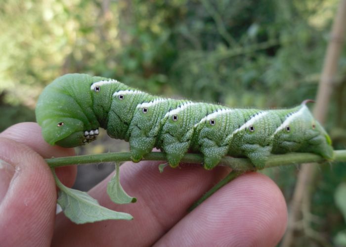 Tobacco hornworm (Manduca sexta) caterpillar.