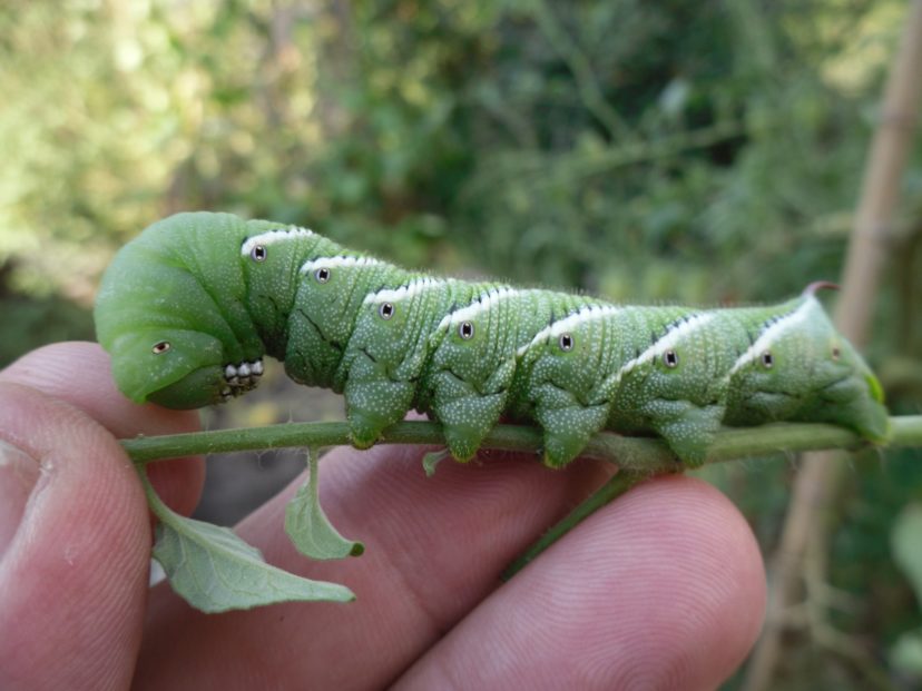 Hornworms On The Tomatoes Home And Garden Information Center