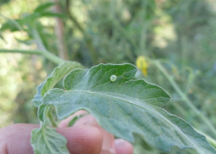 Tobacco hornworm (Manduca sexta) egg.
