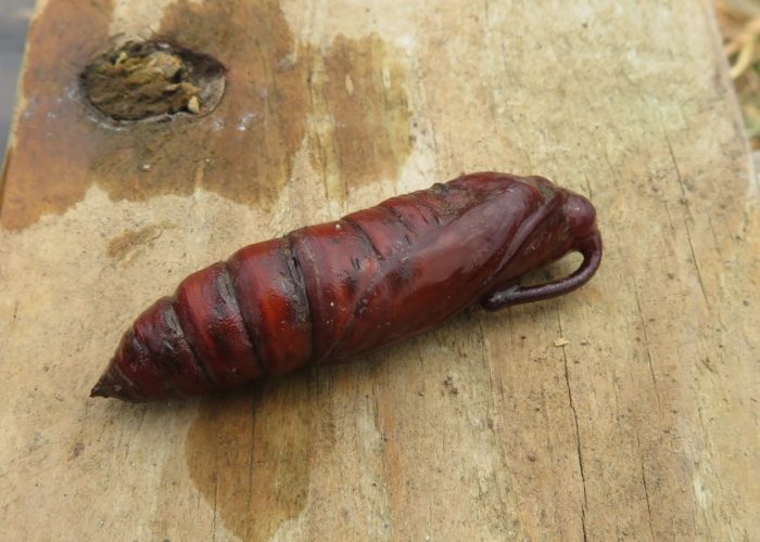 Tobacco hornworm (Manduca sexta) pupa.