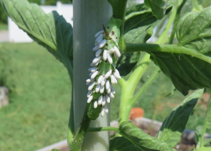 Tobacco hornworm (Manduca sexta) that has been parasitized by a parasitoid wasp.
