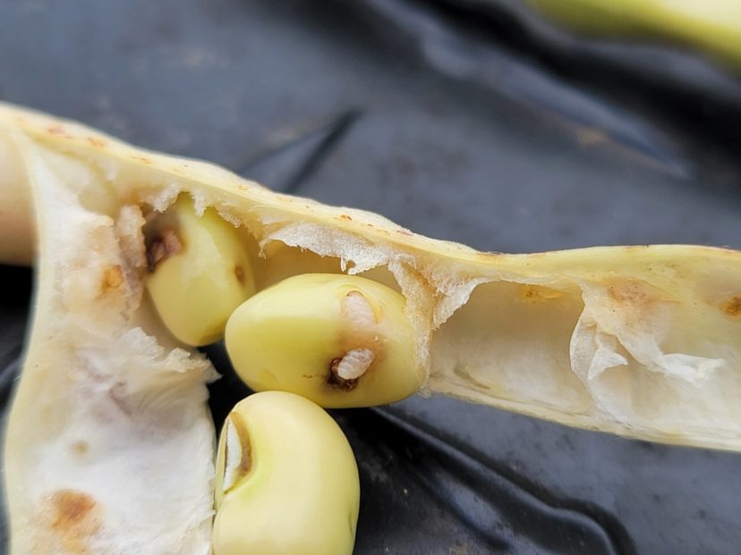 A cowpea curculio larva bores into the peas to feed.