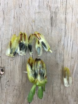 Seeds can also be collected from seed heads that can be dried out, and then stored in a dry, dark, and cool place.