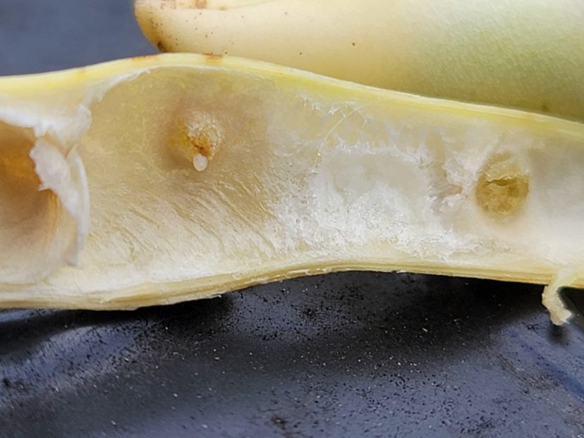 A translucent cowpea curculio egg can be seen on the lesion on the inside of this pod.
