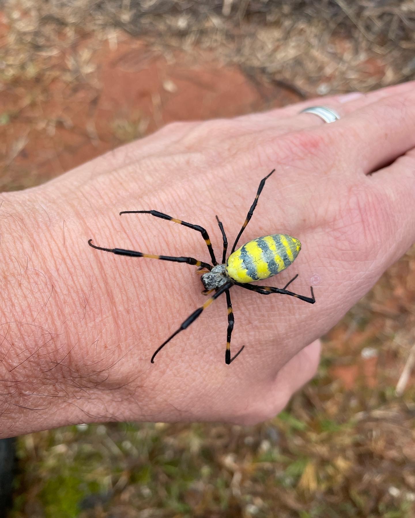 Why Spiders Are A Year-Round Problem In South Carolina