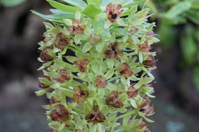 After the flowers fade, showy seed capsules form to prolong the flower spike’s interest.