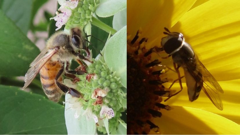 Almost all bees have fuzzy bodies and elbowed antennae whereas hover flies are hairless or nearly so and have short knobby antennae.