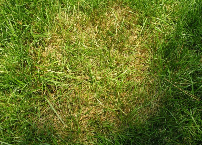 Brown patch on turfgrass tall fescue lawn