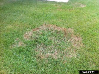 Center of this diseased area has begun to recover as the fungal activity is moving outward