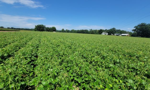 SC Fruit and Vegetable Field Report – July 25, 2022
